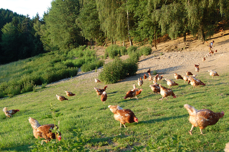 Freilandhühner